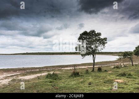 Windswept Colliford Lac sur Bodmin Moor en Cornouailles. Banque D'Images