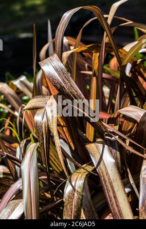 Les feuilles d'une usine de lin de Phormium Bronze Warrior Phormium tenax purpureum de Nouvelle-Zélande. Banque D'Images