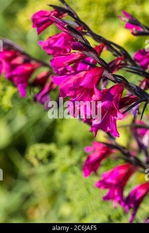 Gladiolus gladiolus illyricus sauvage poussant dans un hedgerow. Banque D'Images