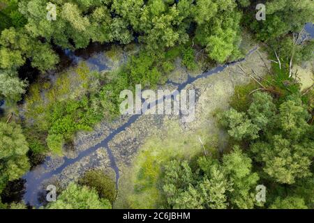 Étang de marais et arbres capturés par drone d'en haut. Banque D'Images