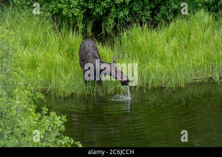 Femelle orignal (vache) buvant hors de la rivière Snake dans le parc national de Grand Teton Banque D'Images