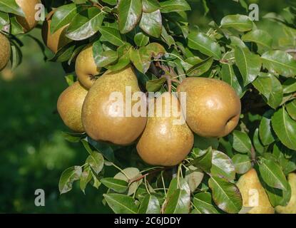 Birne Pyrus communis général Leclerc, Pear Pyrus communis général Leclerc Banque D'Images