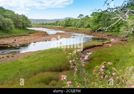 CHÂTEAU VARRICH TONGUE SUTHERLAND SCOTLAND CHIEN ROSE BUSH SUR LA RIVE EN ROUTE VERS LE CHÂTEAU Banque D'Images