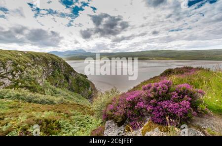 CHÂTEAU VARRICH TONGUE SUTHERLAND ÉCOSSE VUE DEPUIS LE CHÂTEAU EN ÉTÉ SUR LE KYLE DE LA LANGUE AVEC CHINÉ POURPRE SUR LES ROCHERS Banque D'Images