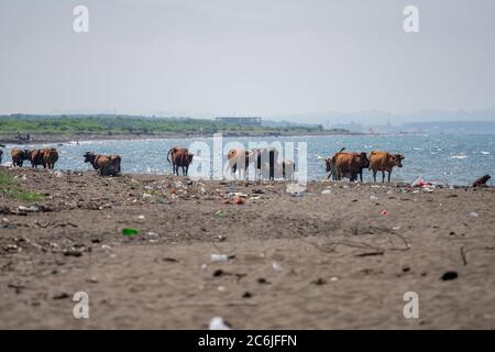 Vaches sur la mer Noire, sable pollué sur la côte Banque D'Images