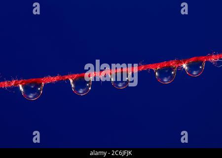 Cinq gouttes d'eau sont suspendues sur un fil rouge fin sur fond bleu foncé. Banque D'Images