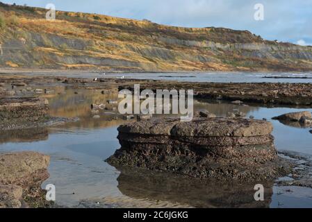 Vue sur les crêtes rocheuses des Spittles près de Lyme Regis sur la côte jurassique à Dorset à marée basse sur un calme, ensoleillé hiver jour Banque D'Images