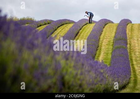 Le cultivateur de lavande Rory Irwin, d'huiles de lavande écossaises, inspecte les rangées de lavande folgate avant la récolte de cette année à Tarhill Farm près de Perth et Kinross. Banque D'Images