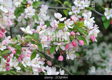 Vielbluetiger Apfel Malus floribunda, Vielbluetiger pomme Malus floribunda Banque D'Images