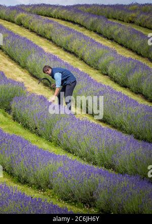 Le cultivateur de lavande Rory Irwin, d'huiles de lavande écossaises, inspecte les rangées de lavande folgate avant la récolte de cette année à Tarhill Farm près de Perth et Kinross. Banque D'Images