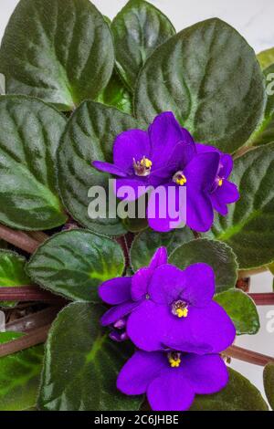 Gros plan des violettes africaines violettes et de leurs centres jaune vif et de leurs feuilles luxuriantes Banque D'Images