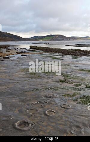 Vue à travers les ammonites dans les crêtes rocheuses de la large lisière près de Lyme Regis dans Dorset à marée basse sur un calme, couvert hivers jour Banque D'Images