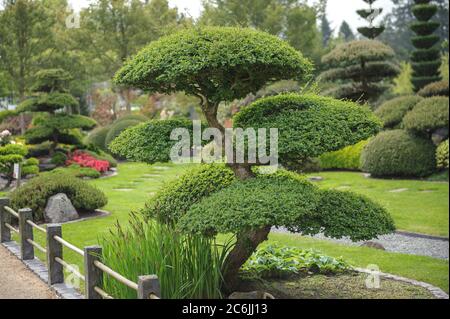 Jardin japonais, Scheinbuche Nothofagus antarctique, jardin japonais, Beech Nothofagus antarctique apparent Banque D'Images