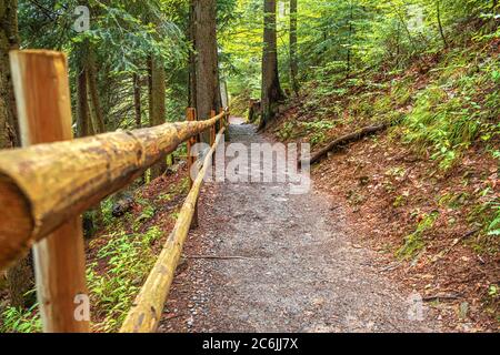 Passerelle pour les touristes dans une forêt de conifères verdoyante après la pluie. Carpates. Banque D'Images