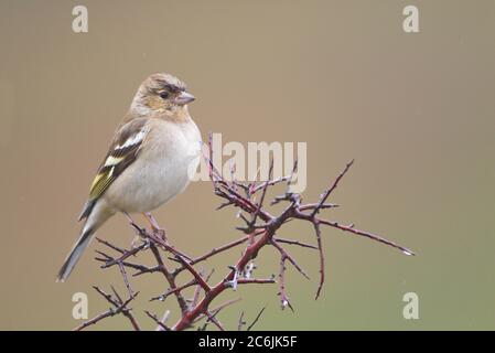 Larrabetzu, Bizkaia/Espagne; mars 09, 2020. Rainny jour sur le terrain. Chaffin commun (Fringilla coelebs) dans un buisson argousier (Prunus spinosa) à la trinte Banque D'Images