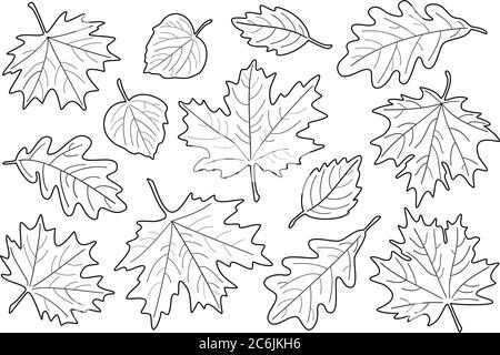 Illustration vectorielle, jeu de feuilles noires et blanches. Silhouettes de feuilles d'automne. Feuilles d'érable, de tilleul, de chêne et de bouleau. Illustration de Vecteur