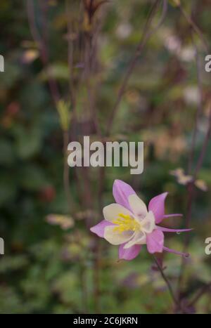 Violette fleur bleu bluebell aquilegia, ancolie, bassin. Banque D'Images