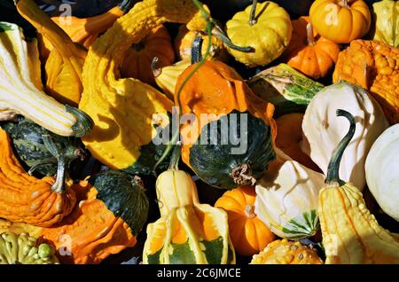 Citrouilles de différentes formes et tailles. Assortiment varié de citrouilles, citrouilles décoratives, pile de citrouilles mignonnes de différentes couleurs au pata de citrouille Banque D'Images