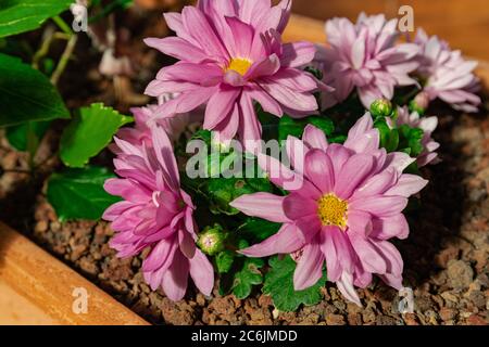 Fleurs de chrysanthème rose en fleurs, vue rapprochée Banque D'Images