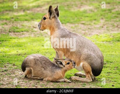 Bébé Patagonien Mara se nourrissant dans l'herbe. Banque D'Images