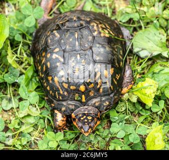La tortue cachetée de l'est (Terrapene carolina Carolina) est colorée, y compris les yeux rouges Banque D'Images