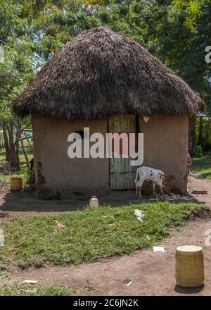 Une hutte de boue traditionnelle avec un toit de chaume dans un village rural près d'Ahero, Kenya Banque D'Images