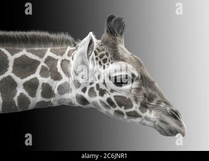 Image en noir et blanc d'une jeune girafe. Banque D'Images