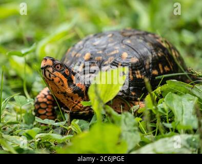 La tortue cachetée de l'est (Terrapene carolina Carolina) est colorée, y compris les yeux rouges Banque D'Images