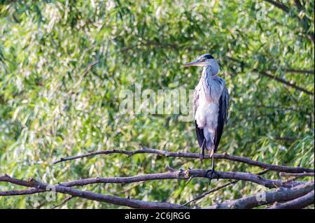 Heron gris ou ardea cinerea perches sur un arbre Banque D'Images