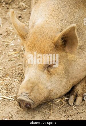 Portrait d'un porc endormi sur le sol Banque D'Images