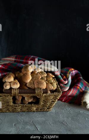 Champignons de la forêt miel agarics dans le panier (Armillaria mellea). Automne composition encore-vie. Champignons sauvages crus pour la cuisson, foulard sur table sombre. Copier Banque D'Images