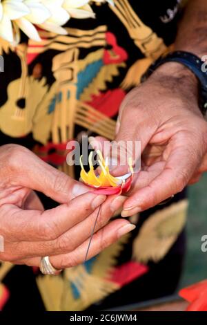 Libre d'un homme qui met des fleurs de frangipanier (plumeria) pour faire un lei sur Molokai, Hawaï, USA. Banque D'Images