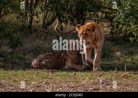 Une paire de petits lion jouant à l'ombre sur la Réserve nationale de Maasai Mara au Kenya, en Afrique Banque D'Images