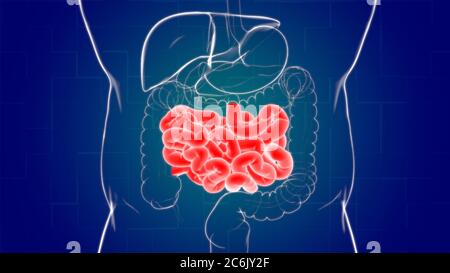 Intestin grêle 3D Illustration système digestif humain Anatomie pour concept médical Banque D'Images