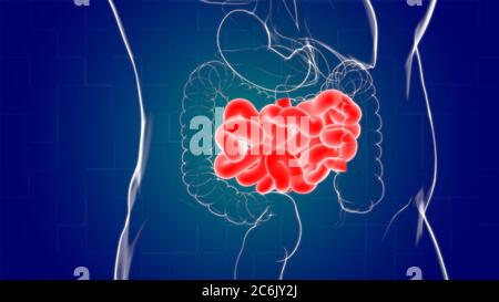 Intestin grêle 3D Illustration système digestif humain Anatomie pour concept médical Banque D'Images