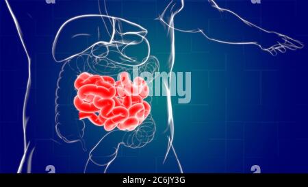 Intestin grêle 3D Illustration système digestif humain Anatomie pour concept médical Banque D'Images