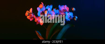 Les fleurs d'orchidées brillantes sont des phalenopsis illuminées par une lumière de néon sur un fond noir. Bannière Banque D'Images