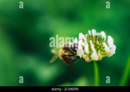 Photo macro d'une abeille sur fleur Banque D'Images