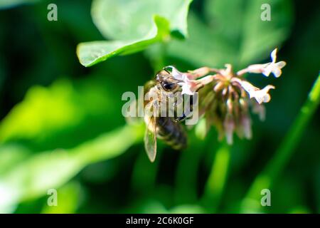 Photo macro d'une abeille sur fleur Banque D'Images