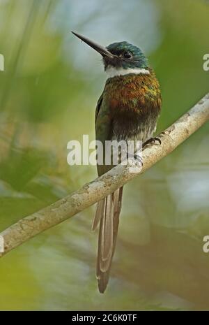 Paradise Jacamar (Galbula dea dea) adult perched on branch  Inirida, Columbia          November Stock Photo