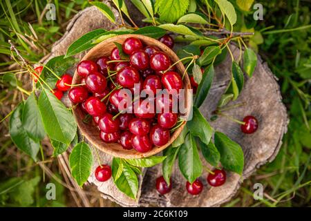 Plat de cerises fraîches mûres juteuses aigres avec feuilles dans un bol en bois Banque D'Images