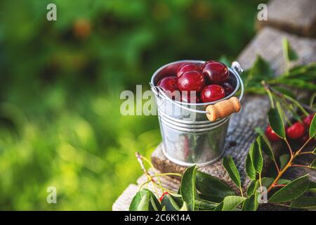 Cerises fraîches dans un petit seau avec de l'espace pour votre texte Banque D'Images