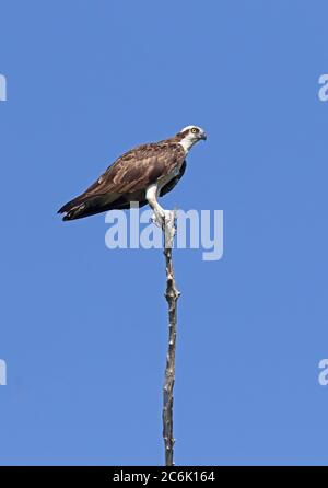 Osprey (Pandion haliaetus carolinensis) adulte perchée sur la rivière Guaviare, Inirida, Colombie novembre Banque D'Images