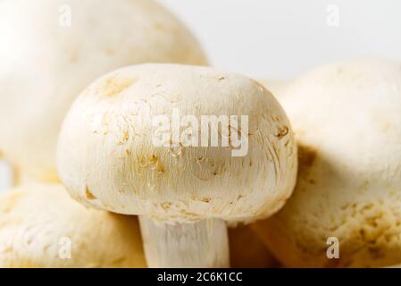 Champignons frais macro pousse. Gros plan sur du champaignon blanc. Banque D'Images