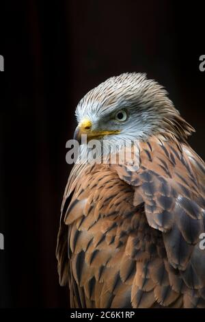 Gros plan détaillé d'un oiseau de proie kite rouge du Royaume-Uni (Milvus milvus) perçant isolé sur fond noir. Banque D'Images