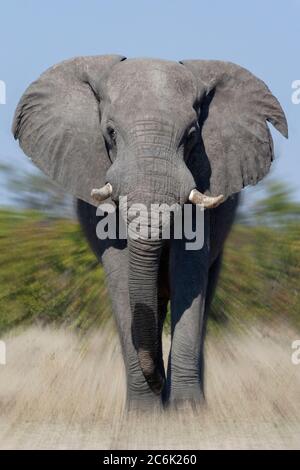 Charge d'éléphants de taureau africains (Loxodonta africana) dans la région de Savuti, au nord du Botswana, en Afrique. Banque D'Images