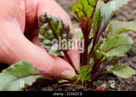 Bêta vulgaris 'Rainbow Mixed'. Cueillette des feuilles de jeunes plants de betteraves à utiliser dans la salade Banque D'Images