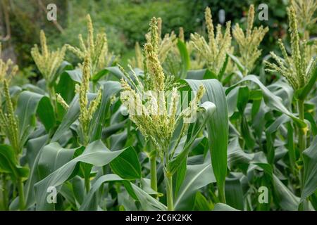 Des glands ou des fleurs mâles des plants de maïs sucré commencent à apparaître sur l'allotissement à Londres en juillet. Banque D'Images