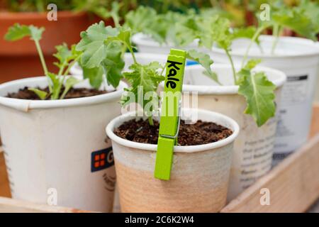 Plantules de chou vert mûr de Brassica oleracea, cultivées dans des tasses recyclées, prêtes à être planées. ROYAUME-UNI Banque D'Images