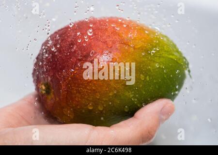 Mangue et pulvérisation d'eau. Mains et mangue sous un jet d'eau. Banque D'Images